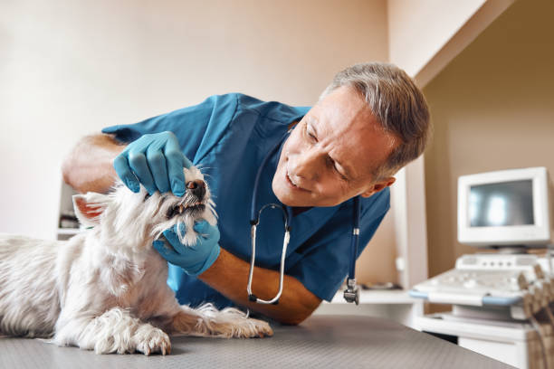Best 24-Hour Emergency Dentist in Basye, VA
